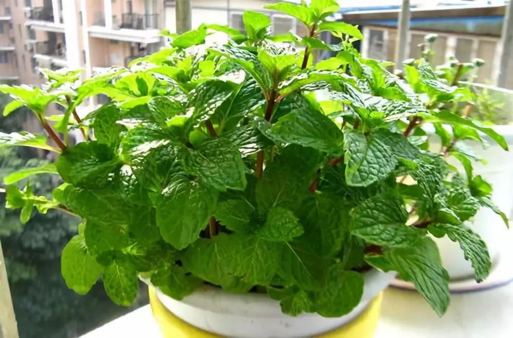 能吸甲醛的植物花卉,吸甲醛的十大植物有哪些