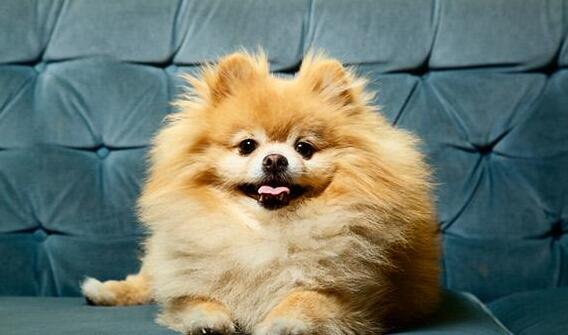 博美犬掉毛掉得厉害是什么原因,博美犬掉毛的原因与处理方法