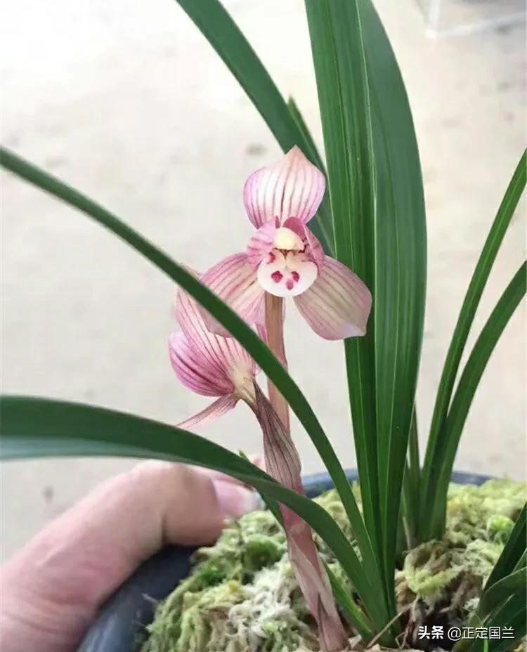 为什么兰花被称为国兰,为什么兰花又叫国兰