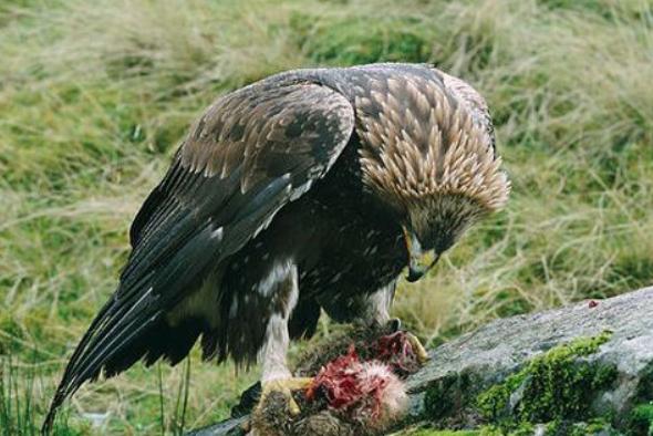 黑龙江发现二级保护动物,黑龙江保护动物有哪些