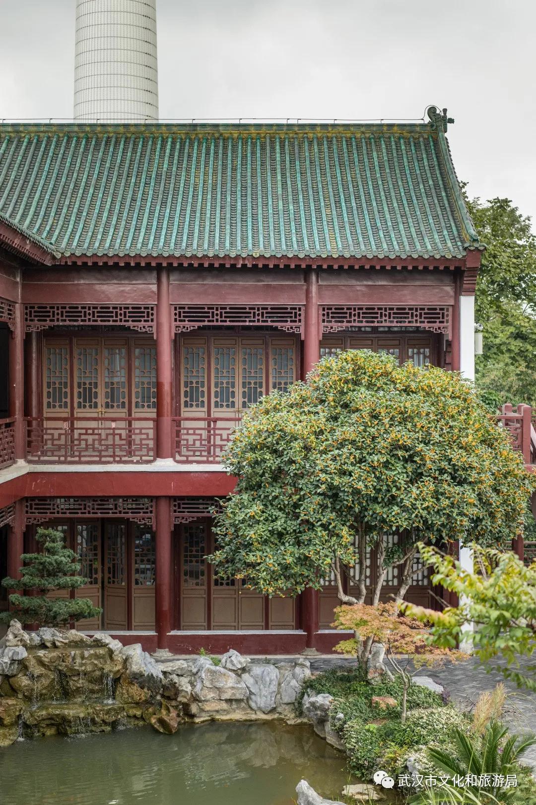 武汉的桂花，香了「美文|科普|导游」