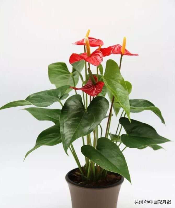 花的名字好听又有内涵,什么花名字好听又好看