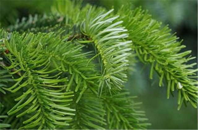 杉木栽植技术要点有哪些,杉木种植方法与技术