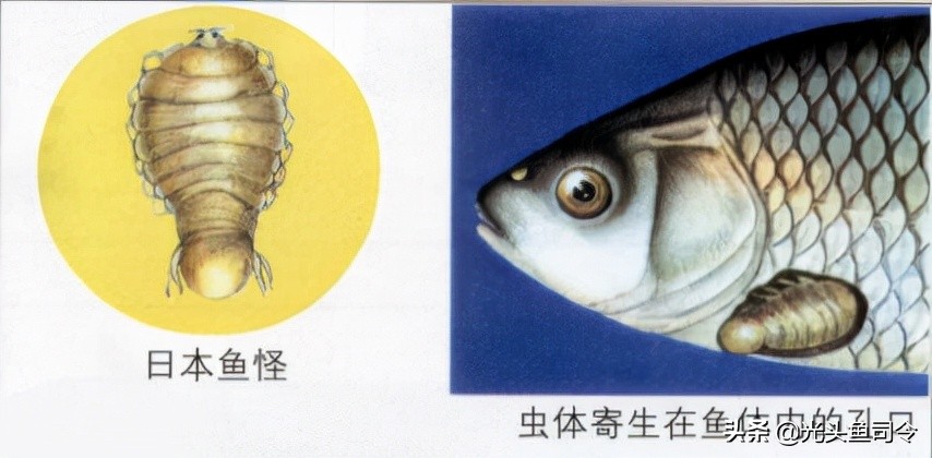 鱼类体内寄生虫图片大全,春季鱼类常见的寄生虫