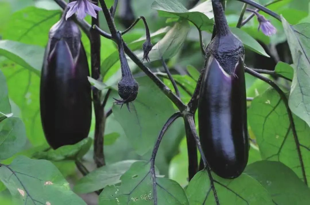 茄子病虫害早期症状,盆栽茄子落花落果什么原因