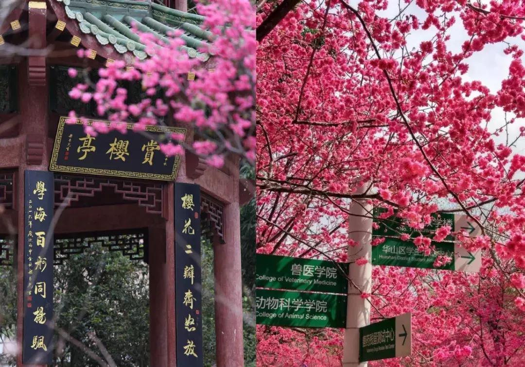 他送的情人节礼物，我居然过敏！