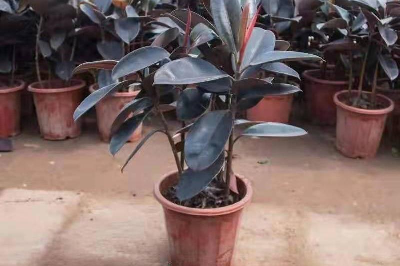 黑金刚养殖方法和注意事项,黑金刚叶面油亮