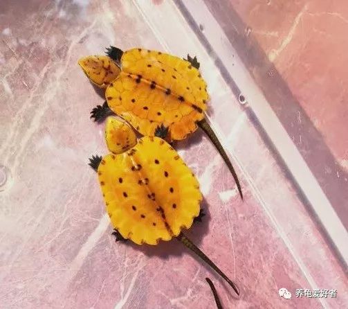 花龟冬眠与死亡的区别,龟冬眠醒后不吃食什么原因