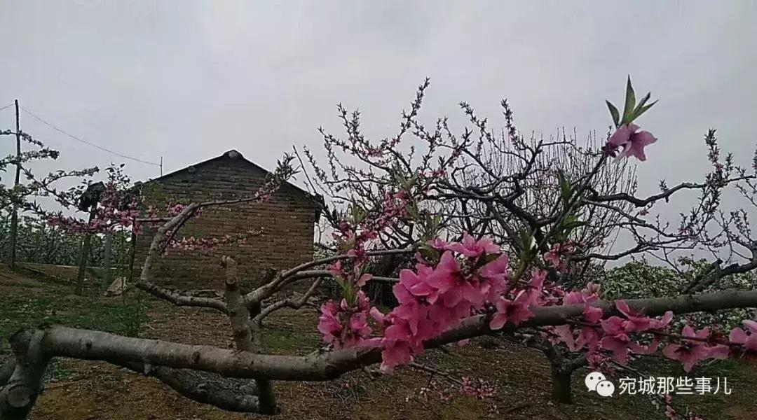 南阳老徐,河南南阳老徐最新视频