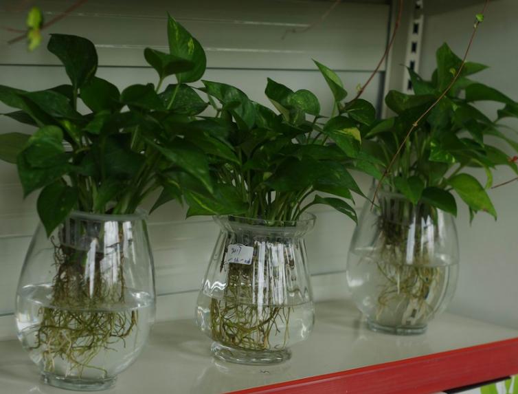 绿萝插扦20多天也没长新枝,绿萝两个月能爆盆吗