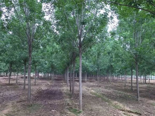 十年以上白蜡树,老白蜡树前景如何