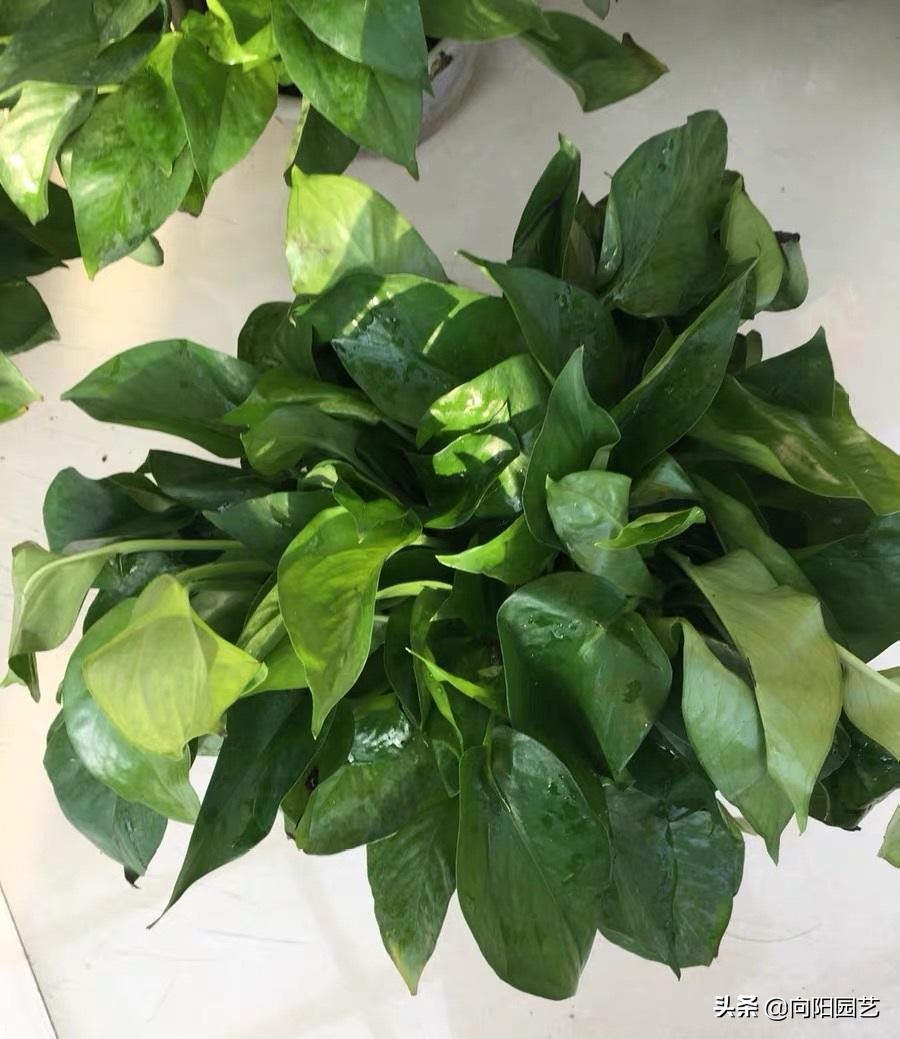 绿萝黄叶有几种原因及处理方法,绿萝叶子上有黑斑还会恢复绿叶吗