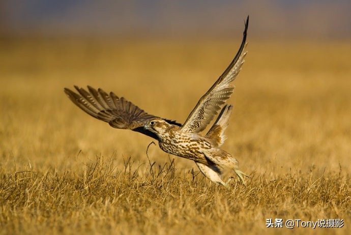 摄影拍鸟如何拍出白色羽毛的细节,如何拍鸟这些鸟类摄影技巧要学会