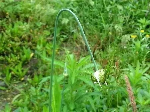 农村常见野花野草,这些野菜农村随处见