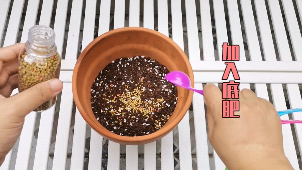 酢浆草如何播种,酢浆草从种子到发芽到开花全过程