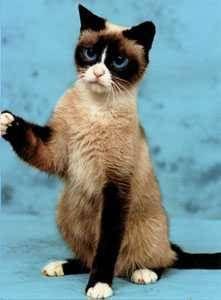 猫有什么品种比较好呢,猫一般都有什么品种