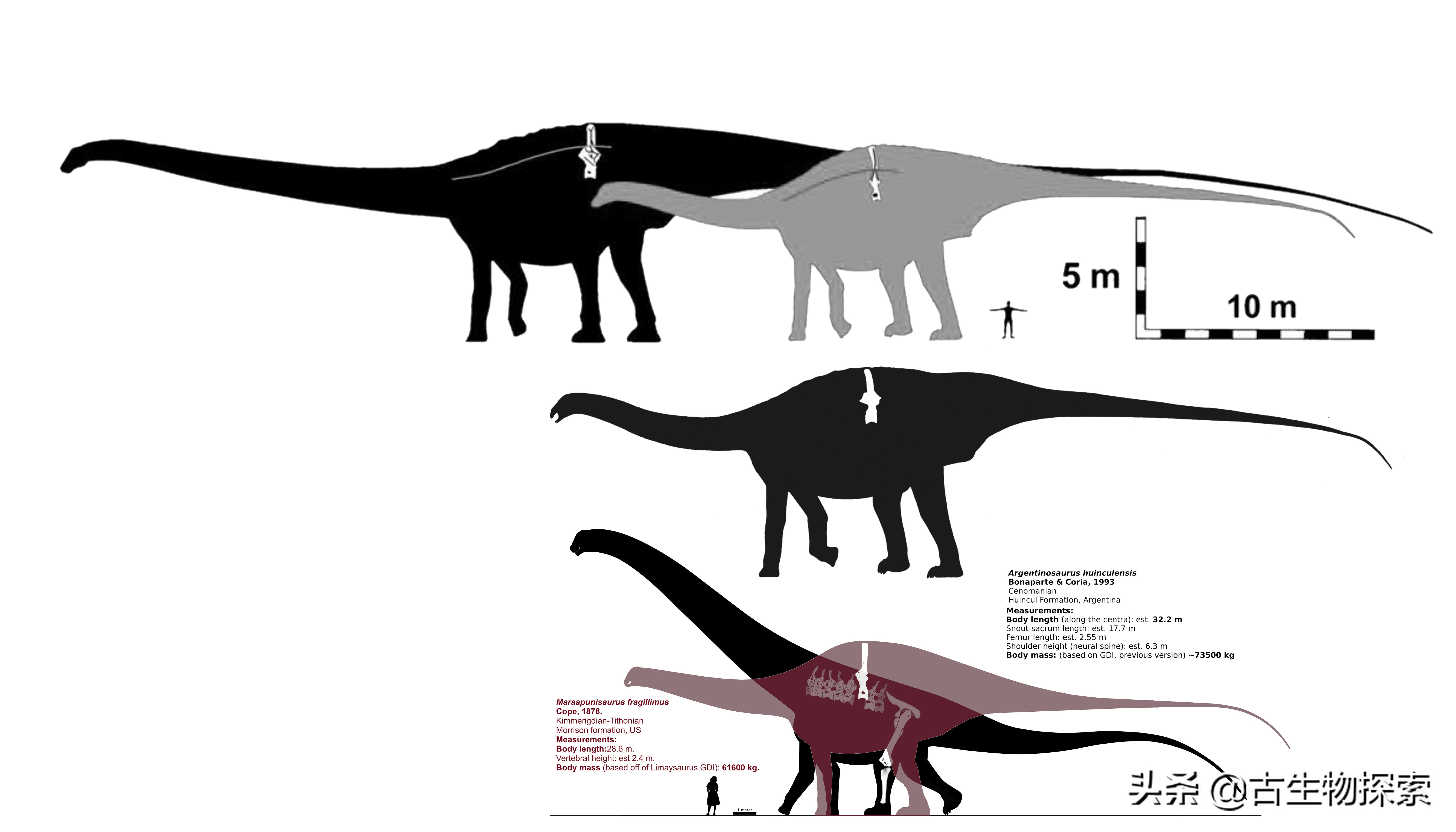 史上最大的超巨型恐龙,最新世界上最大的巨型恐龙