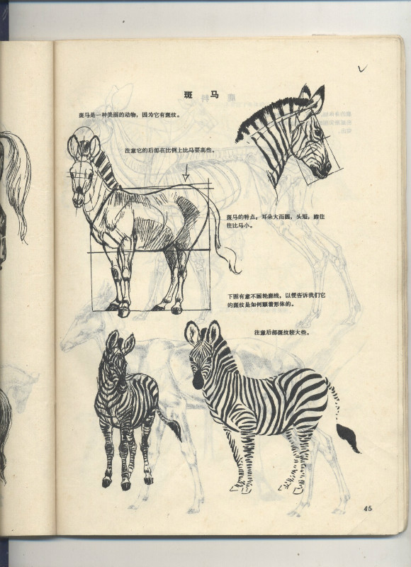 一百幅动物素描,近百幅动物画