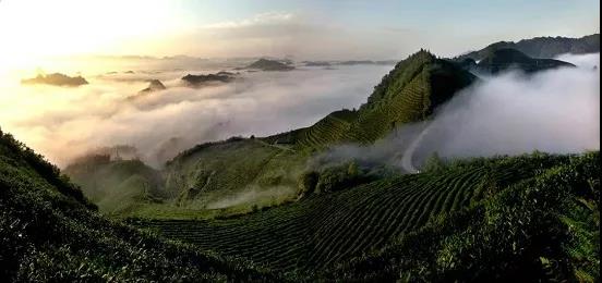 贵州绿茶哪个最好,贵州绿茶为什么干净