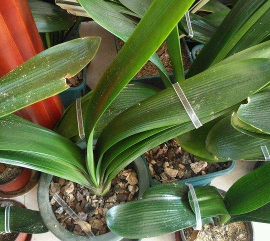 新手养君子兰盆栽养殖方法和技巧,花卉盆栽大全君子兰怎么养