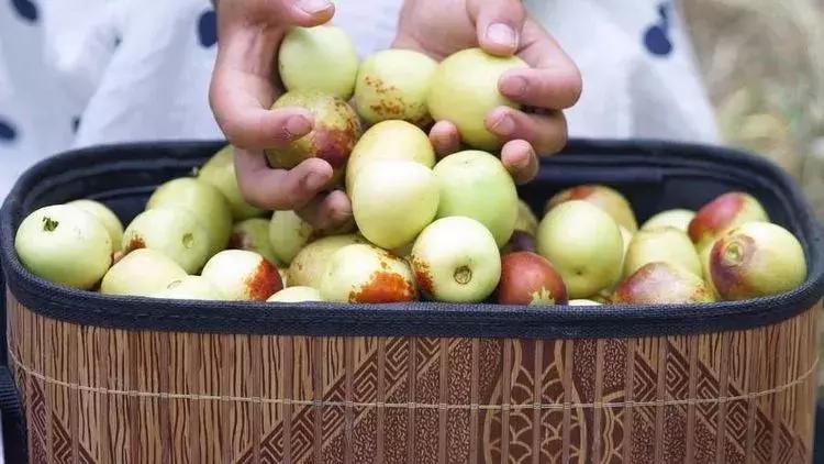 陕西哈密瓜第一村:大荔县东野鹊村