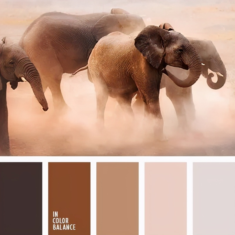 动物配色大全视频,配色的设计灵感