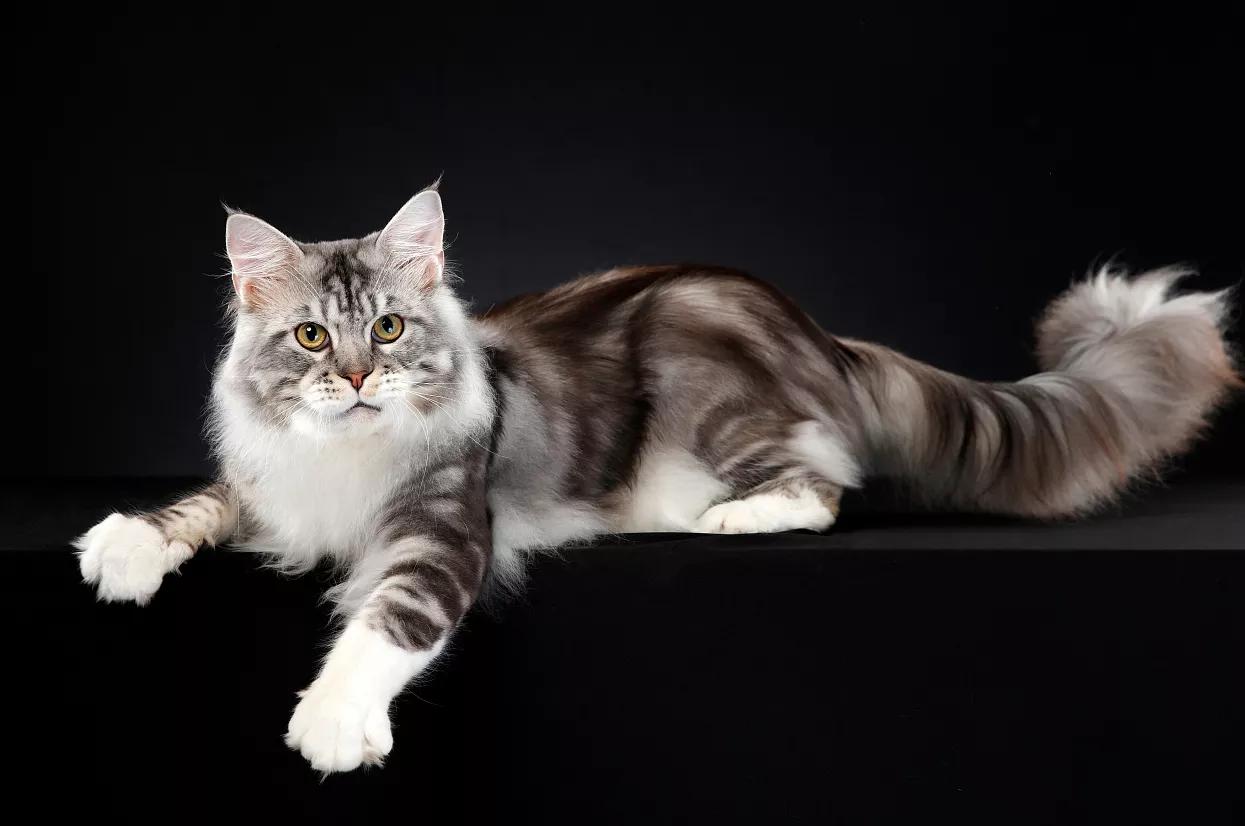 猫舍如何处理猫毛,猫舍买到猫鼻支不退款怎么办