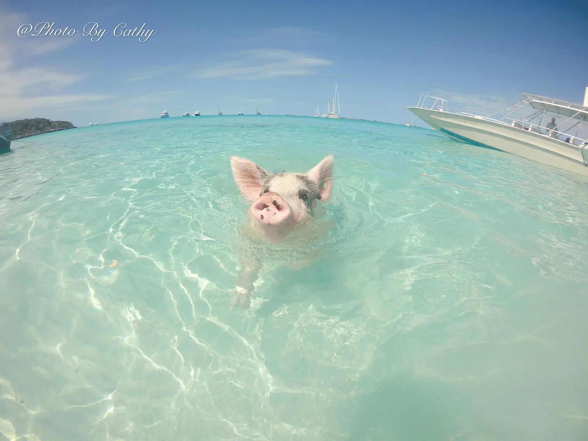 巴哈马粉色沙滩攻略,巴哈马粉沙滩