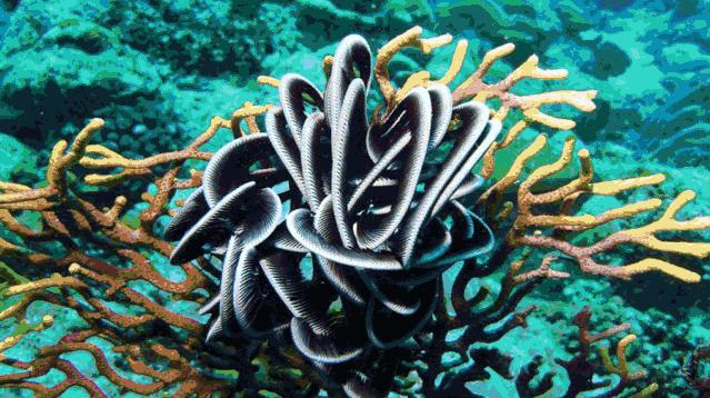 从A到Z，帕劳这个海岛国家远比你想象中更精彩