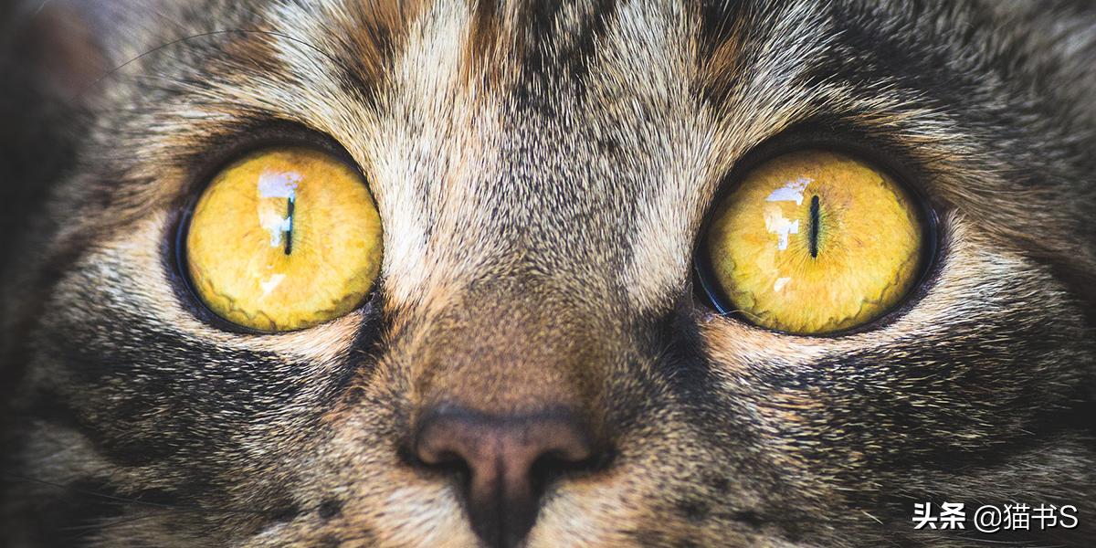 猫眼睛流泪怎么办？如何治疗、清理猫眼睛