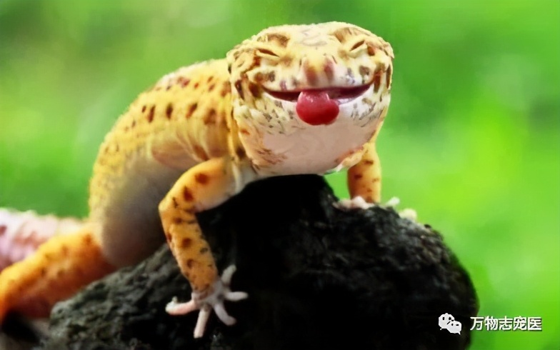 新宠到家,新宠到家注意事项