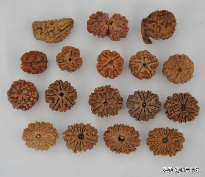 你知道金刚菩提手串怎么盘玩吗?你知道金刚菩提几瓣的最贵吗?