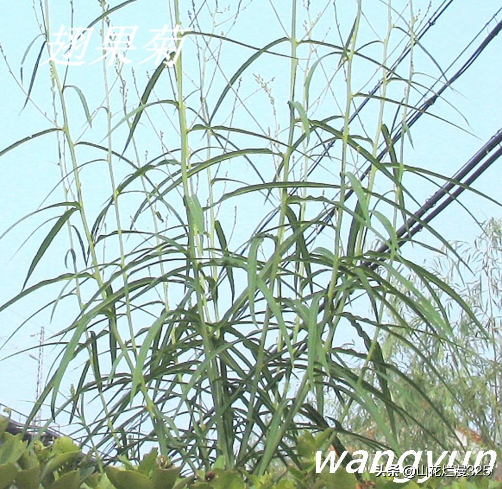 野生菊苣的辨认与图片,野菜苦菜识别方法