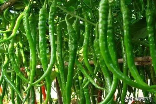 行情持续震荡是否还能突破新高,行情延续容易反转难