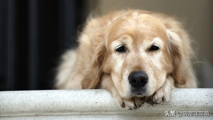 狗狗肝癌晚期临死七大症状,狗狗肝癌吃什么药