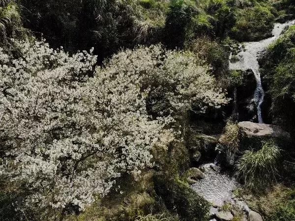 奉化樱花公园,奉化樱花谷