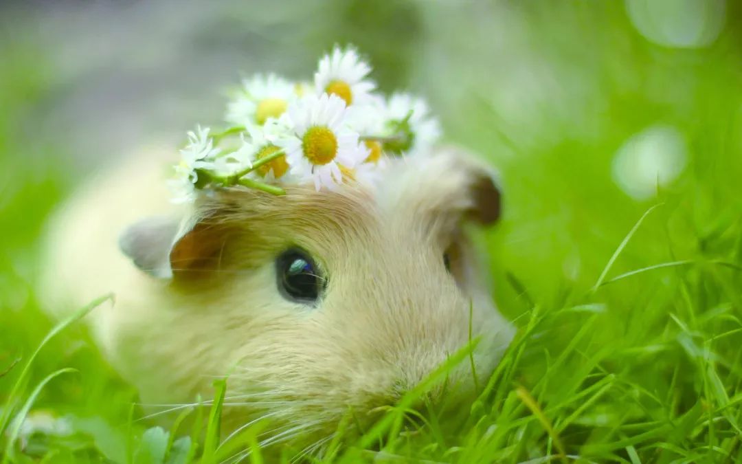 吃豚鼠、擦豚鼠、拿豚鼠通灵、把豚鼠当货币。豚鼠：我太难了