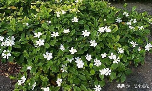 栀子花怎么老是出现黄叶,栀子花的几种黄叶原因及图片