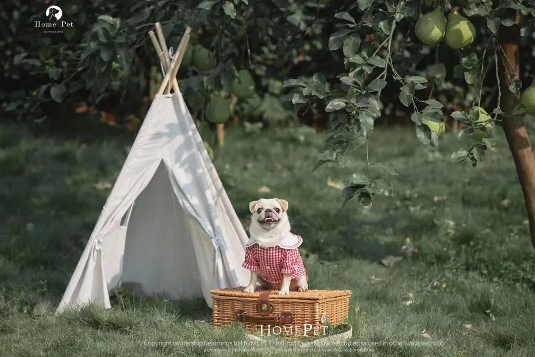 男生猛犬穿女装,男生细狗穿女装