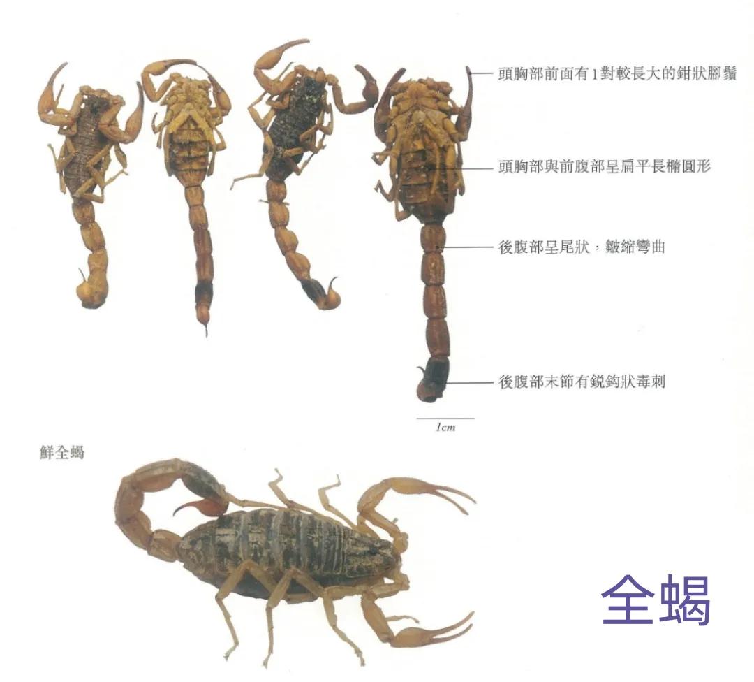 中药古今研究桑寄生,中药古今研究郁金