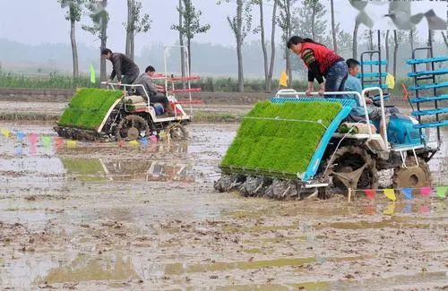 五月绿洲,六月的绿洲