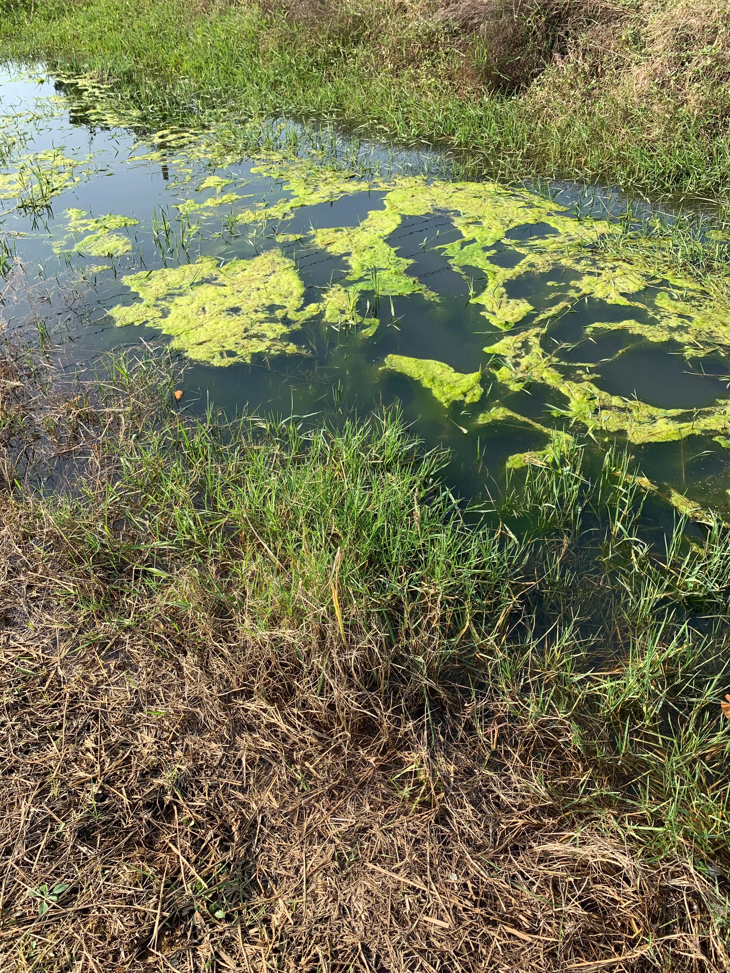 辟谣：谨防虾苗出洞死亡？投食之前先清理环沟里面老化挂脏的水草