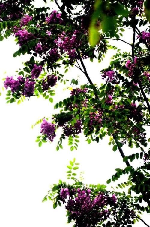 驻马店人民公园的紫色洋槐花,正宗驻马店槐花