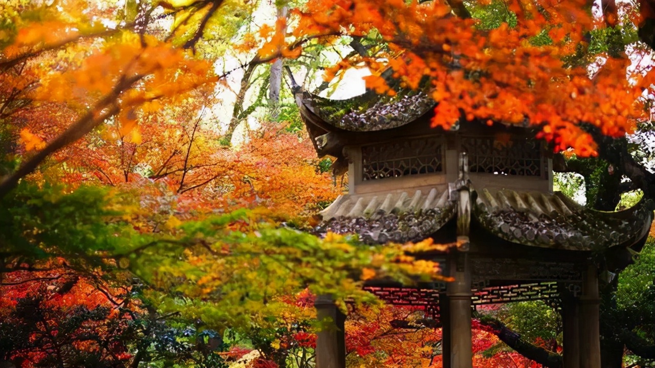 漫天香氛醉人~杭州的秋天从不让人失望!13个地方,秒出大片