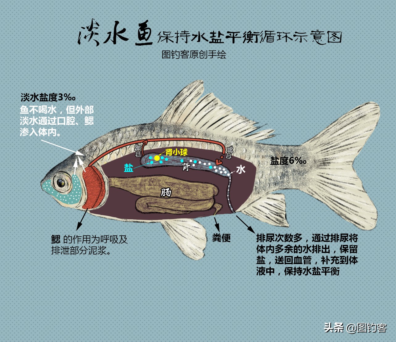 淡水中的汽水鱼,淡水汽水鱼有哪些