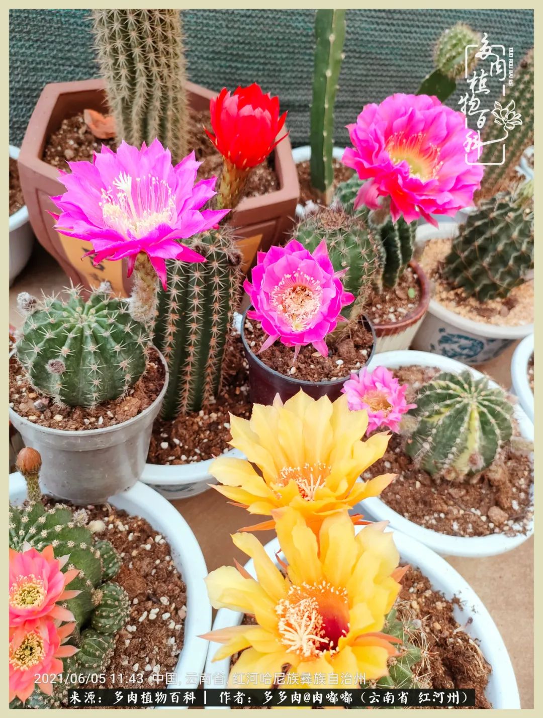 这个春天我们一起去赏花,这个季节我们一起去看花