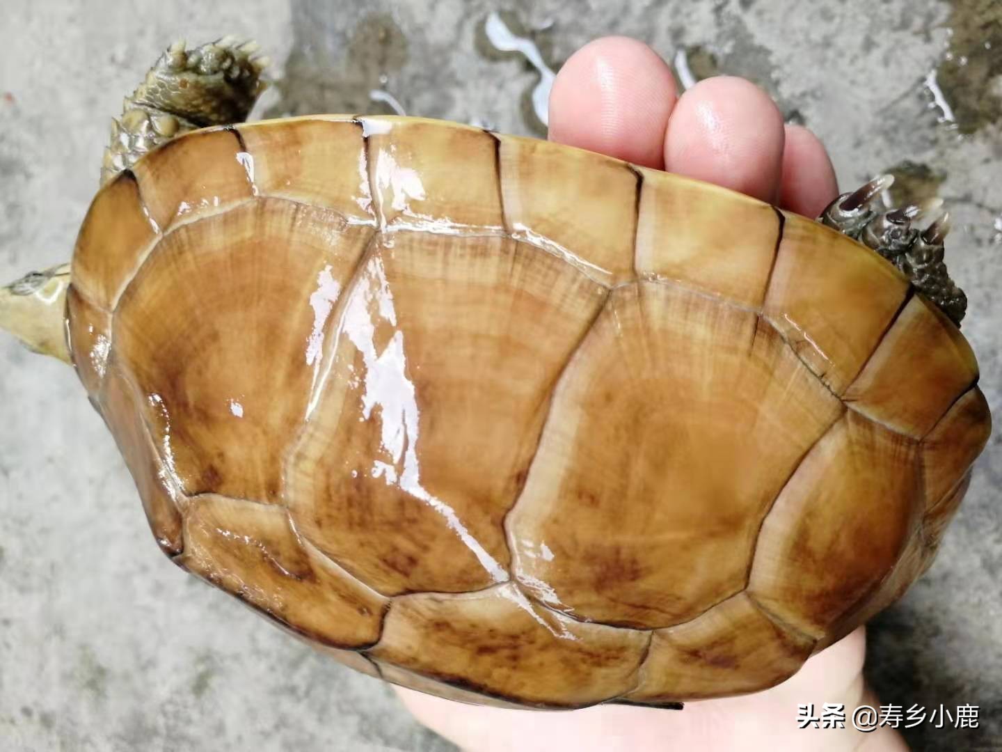 石金钱龟降价原因,石金钱龟的困境