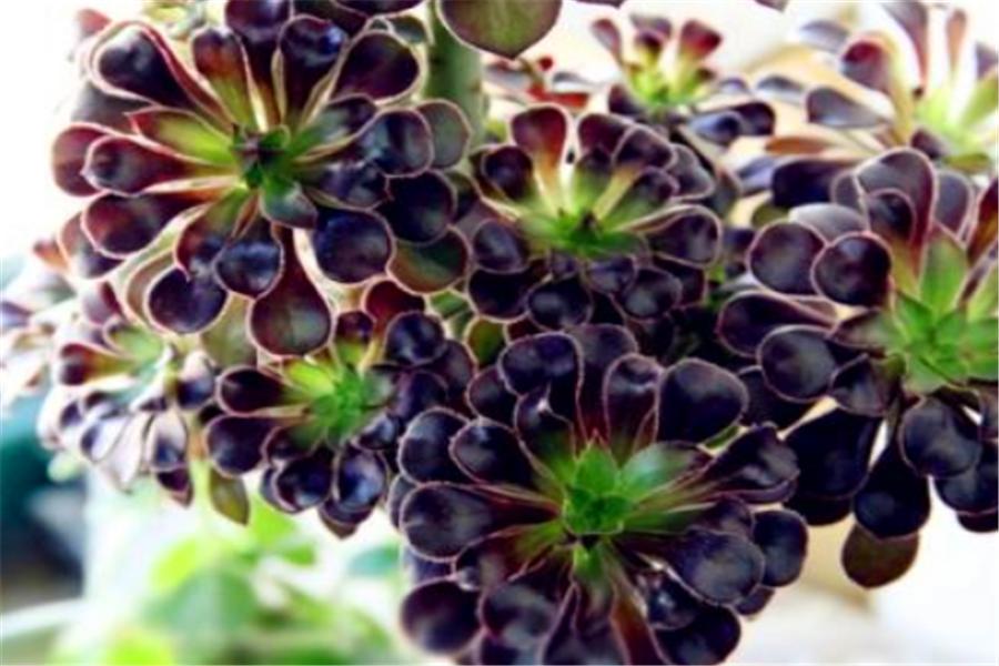 想让多肉出颜色,想让多肉快速上色