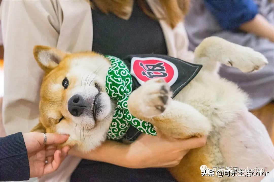 撸柴宠物乐园,广州番禺撸狗圣地