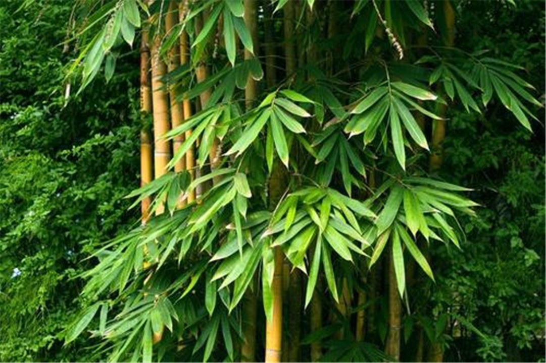 “竹子开花，马上搬家”，竹子开花真的预示有“大灾”要发生吗？